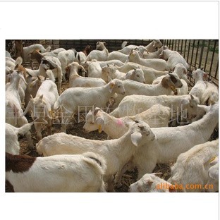 波尔山羊肉羊养殖  月增重15---20斤
