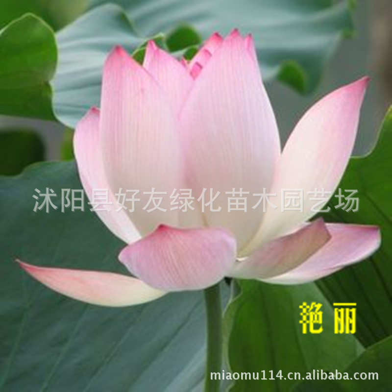 批发水生植物碗莲花 碗莲种子 【艳丽】【霞光映波】基地对口出售