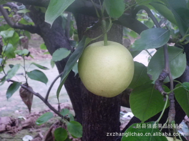 黄冠梨 雪花梨 鸭梨 果品经销处