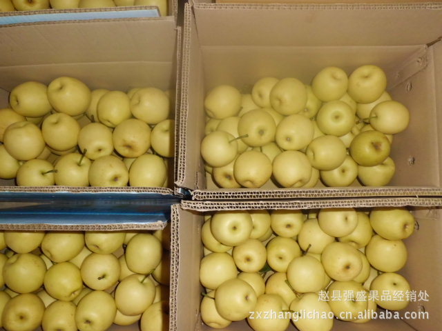 赵县 皇冠梨 雪梨 鸭梨 果汁梨 皇冠次梨果品经销处张立超经理