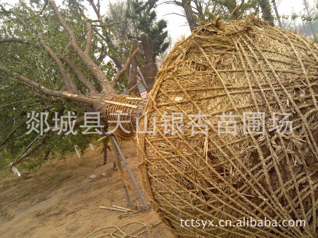 供应银杏树苗 银杏苗木 银杏树 银杏树20公分 银杏树25公分（图）