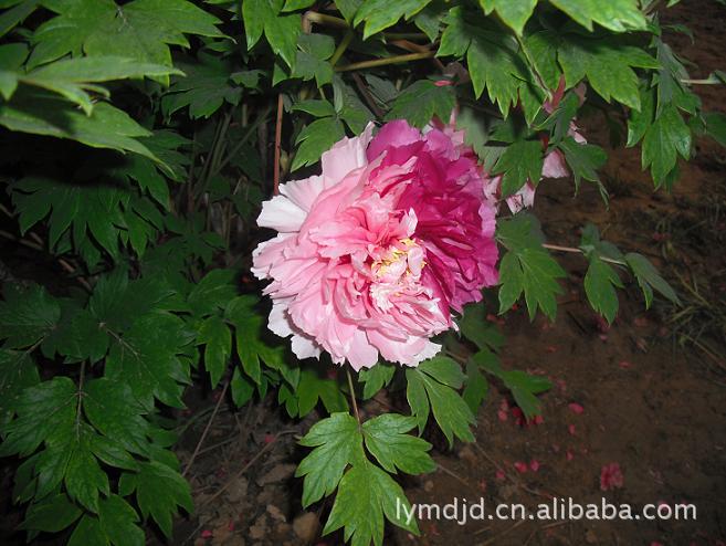 批发供应花卉牡丹   洛阳盆栽牡丹苗木   二乔牡丹