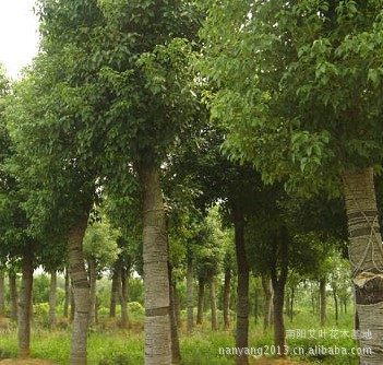 河南全冠香樟树 河南香樟树 河南花木网 河南花木基地 苗木价格