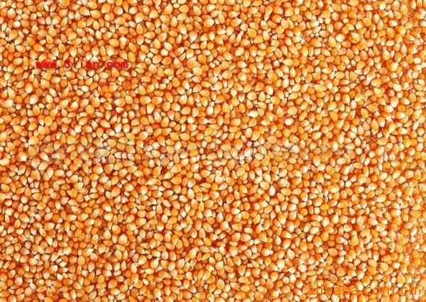 东北优质玉米/黄玉米/胶质粮、饲料用玉米