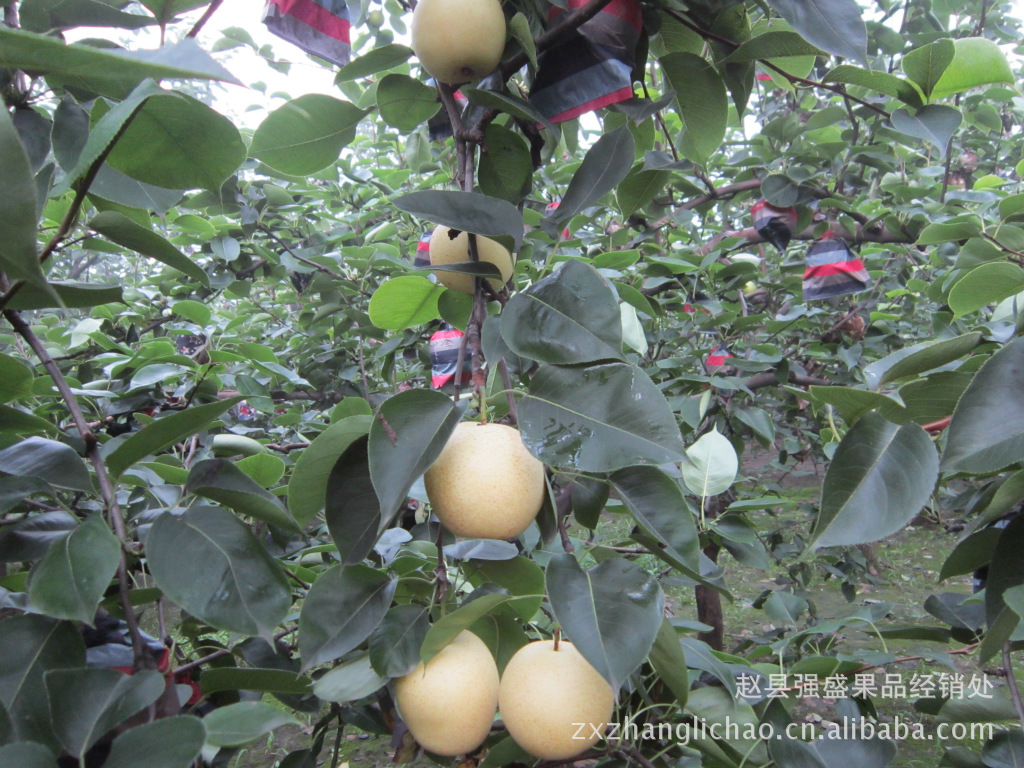 赵县雪梨鸭梨皇冠梨批发中心个大香甜可口松脆多汁