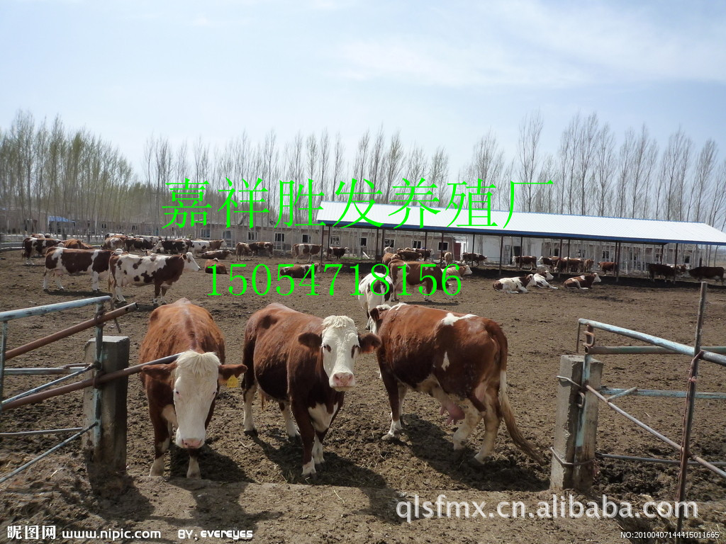 养殖肉牛品种/优良育肥肉牛/改良肉牛犊/杂交肉牛种牛 欢迎选购