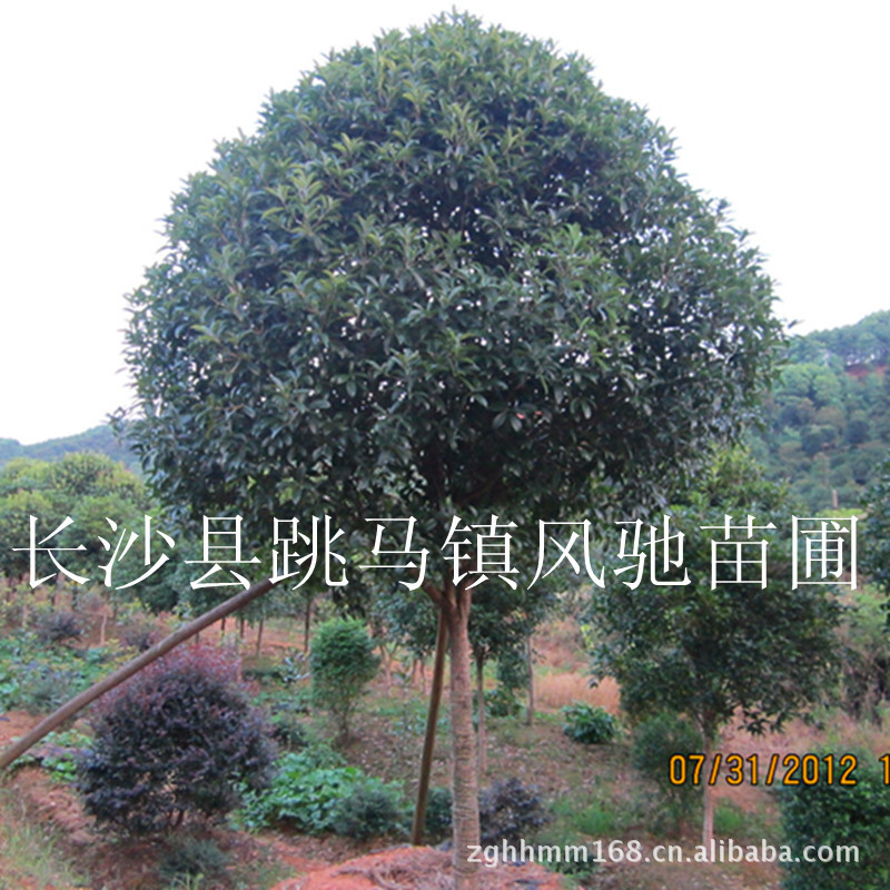 桂花苗基地专业从事:桂花苗,桂花小苗,桂花树价格,桂花树批发