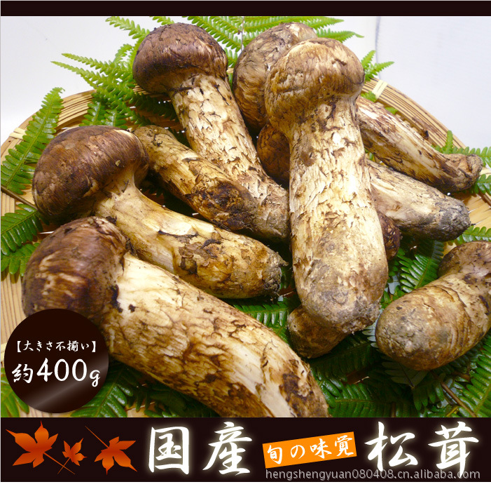 （大量批发）野生新鲜长白山和云南松茸