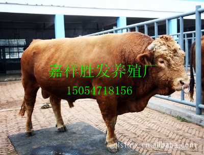 供应万头优质鲁西黄牛 牛犊 欢迎选购