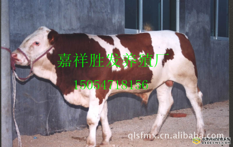 肉牛养殖前景 改良肉牛 请到胜发养殖场选购