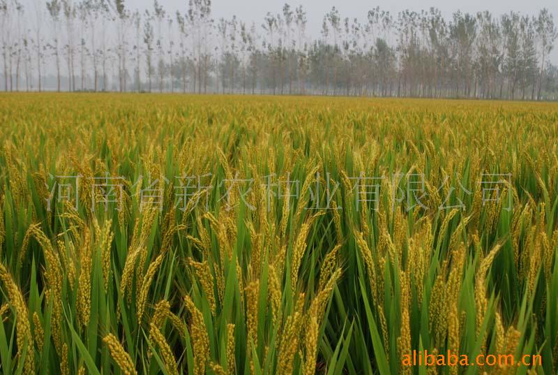 米质优、产量高----红光粳1号（国优1级米）