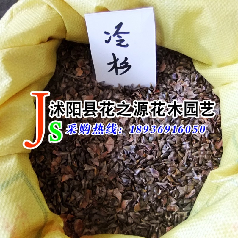 种子批发站直销 冷杉种子 造林绿化树种