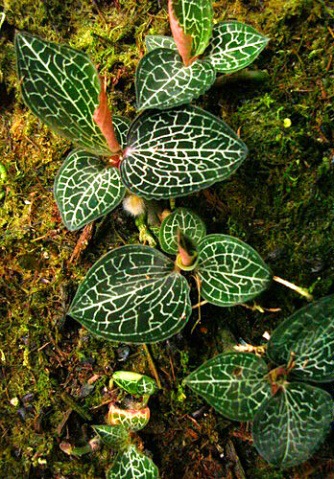 神草金线莲 金线莲茶批发