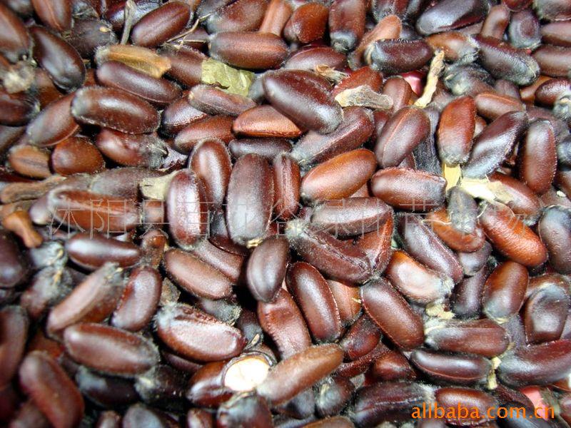 供应爬墙虎，红枫，香樟，水蜡等种子