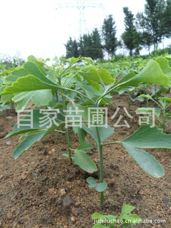 大量供应银杏树苗，泰安银杏树，银杏小苗