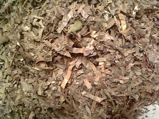 供应各种中药材 中草药 枇杷叶