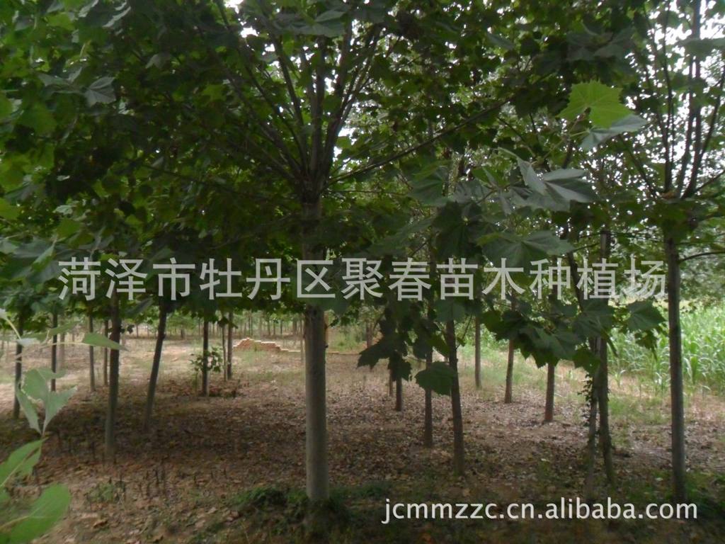 供应绿化苗木 花卉，室内盆景，