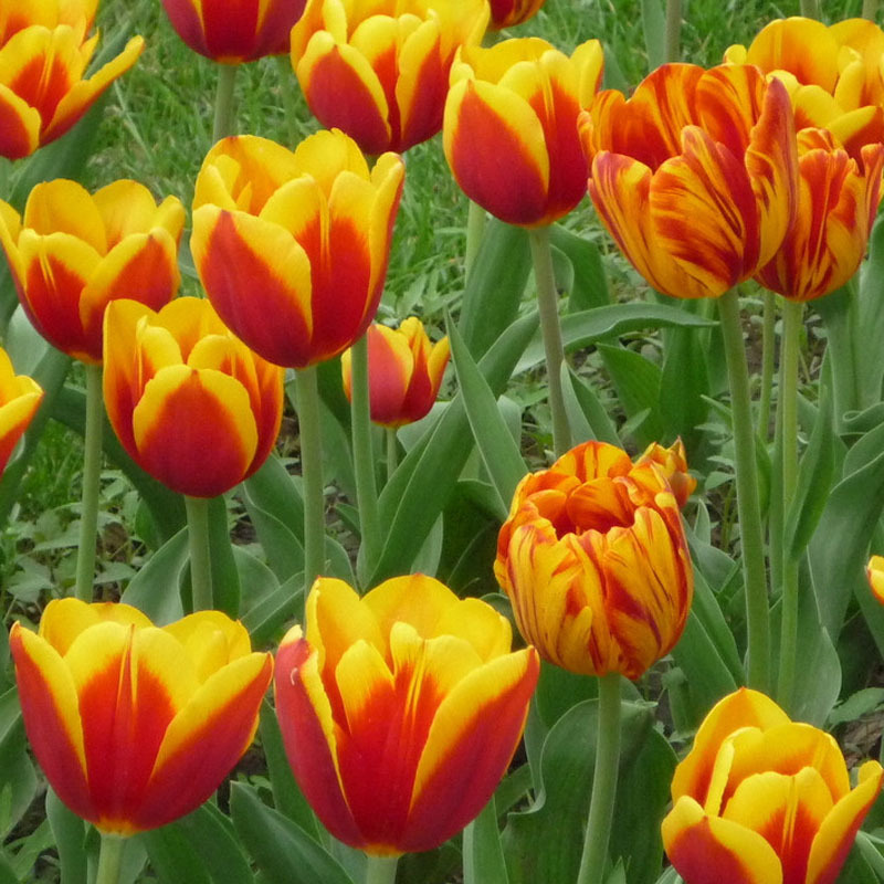 郁金香 种苗 种子 种 绿化种子  进口种球 荷兰进口风信子种球- -