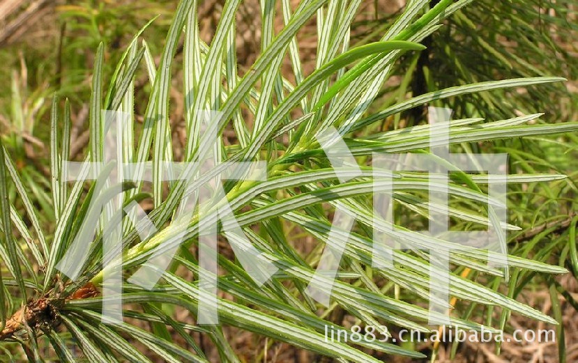 供应珍贵树种 银杉种子，量大优惠