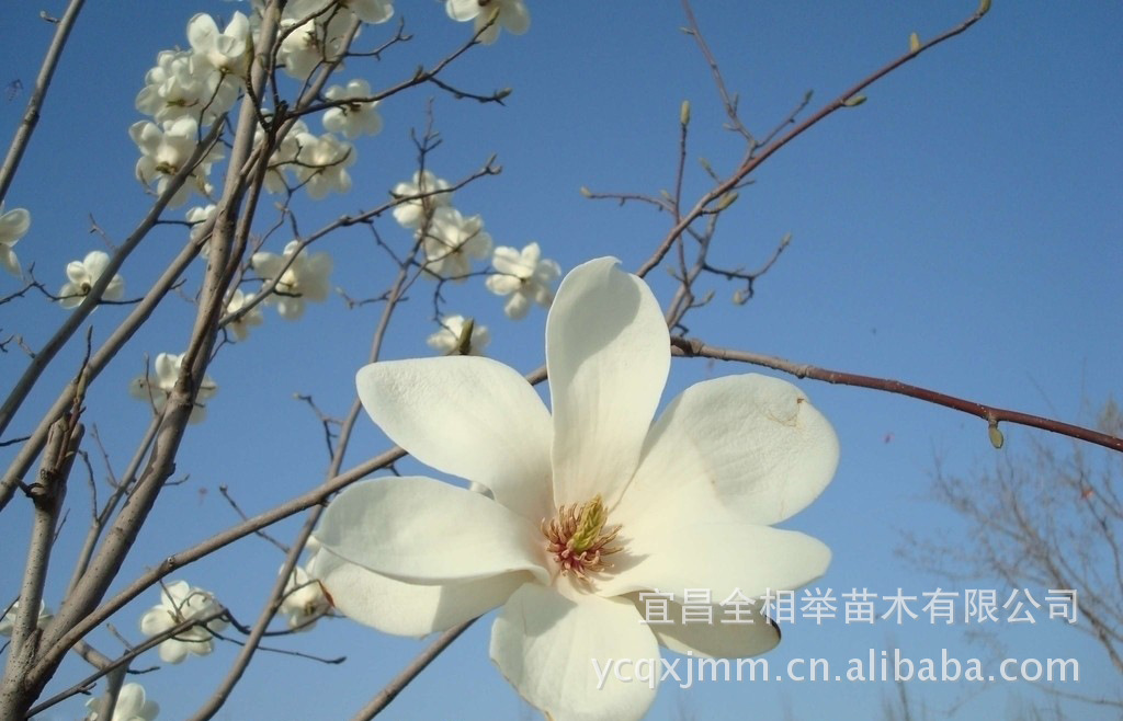 大量供应-- 绿化苗木 白玉兰 花卉苗木 白花玉兰苗木 园林苗木