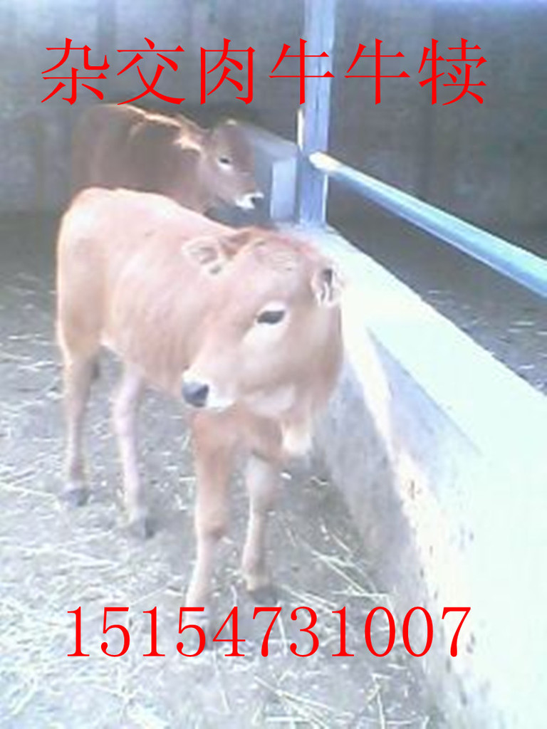 郑州养牛场 养牛效益 养殖鲁西黄牛利润