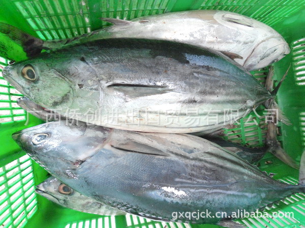 供应进口冷冻野生鱼/进口冷冻水产海鲜-鲣鱼/吞拿鱼/skipjack