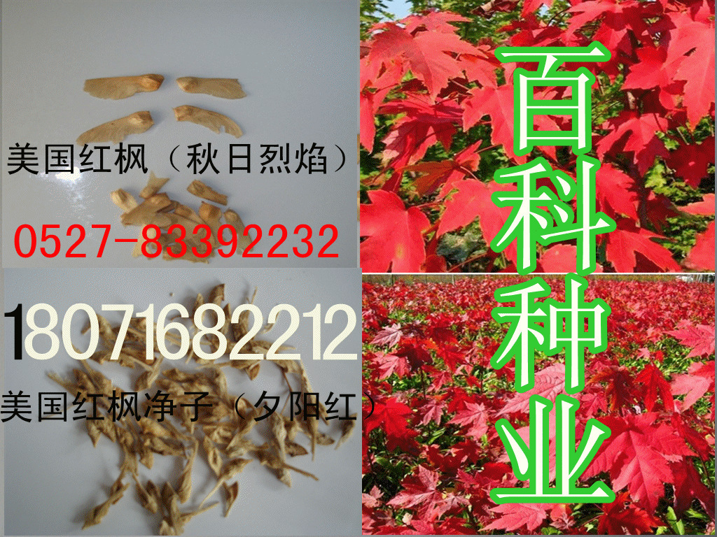 出售：进口正宗美国红枫种子（保质保量  货到付款）