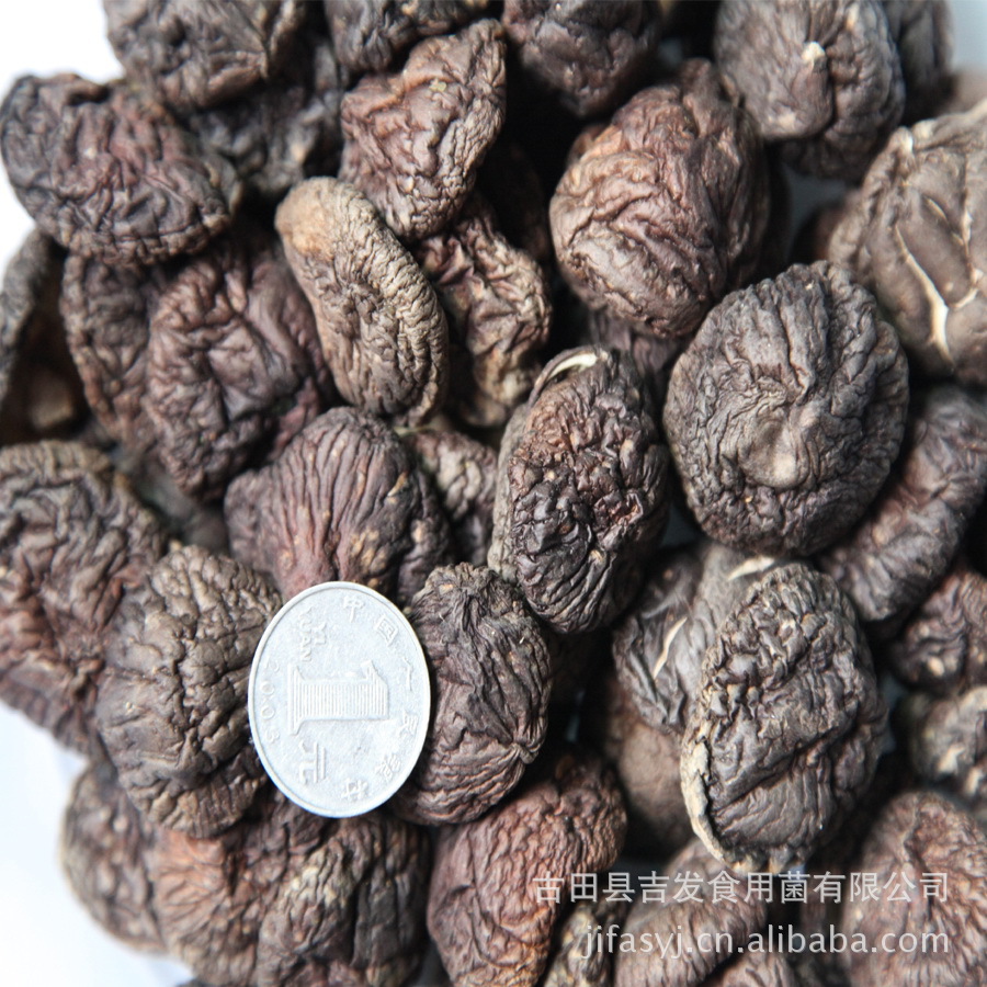 特级金钱菇 肉厚细嫩 馈赠佳品 食用菌 土特产