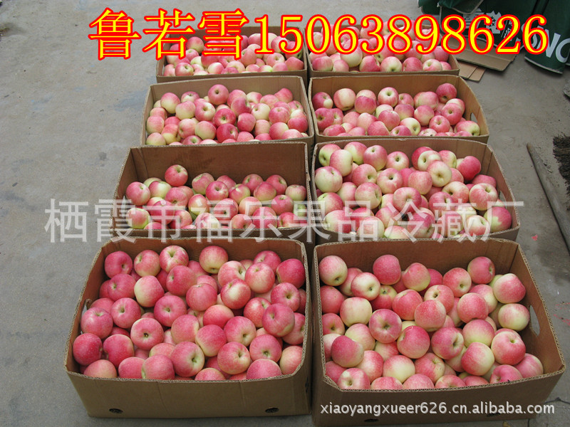 烟台苹果   新鲜嘎啦  大量上市  批发团购