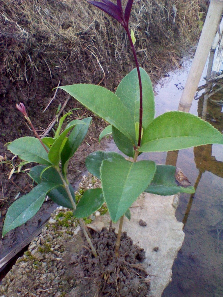 本公司低价供应八月桂30~40公分移移栽苗