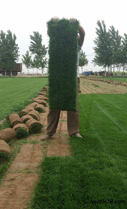 绿化高羊茅草籽种植方法