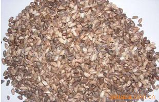 销售牧草种子=产量及大的墨西哥玉米种子