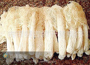 产地基地化生产批发竹荪，绝对的优势