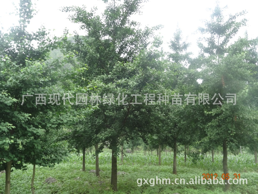 长期供应绿化苗木，银杏树，行道树，庭院绿化，园林绿化