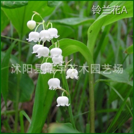 供应缩根花卉植物【铃兰】铃铛花.德国进口 各种地被苗木