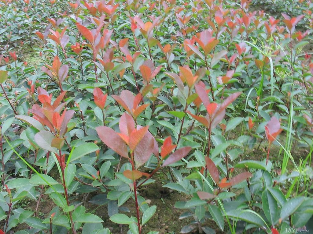 批发供应绿化苗木 红叶石楠小苗 实地看货 看货起苗