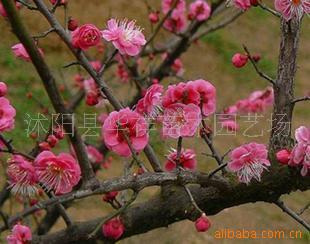供应 垂梅 乌梅 花卉苗木、、