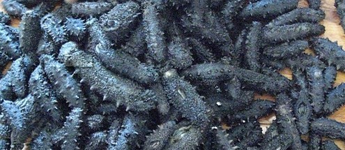 批发 日本海参 青参 拉缸盐 盐渍青参 头数10-40头