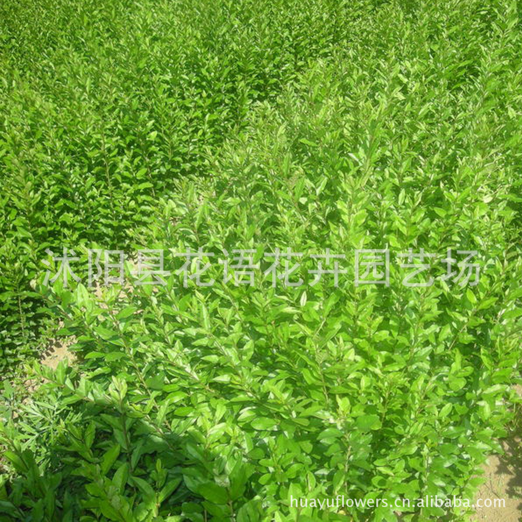 供应苗木-小叶水蜡造型-水蜡小苗-绿化用苗-工程苗-花卉