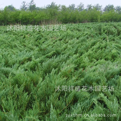 供应沙地柏（叉子圆柏）等绿化苗木-花木-花卉