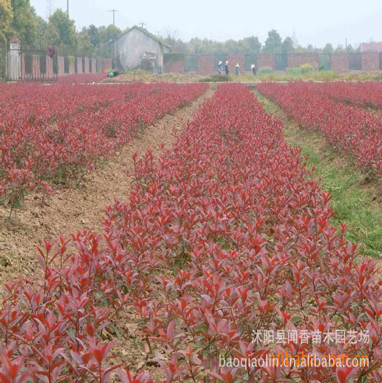 供应红叶石楠小苗,红叶石楠床苗 红叶石楠球价格 绿化苗木批发