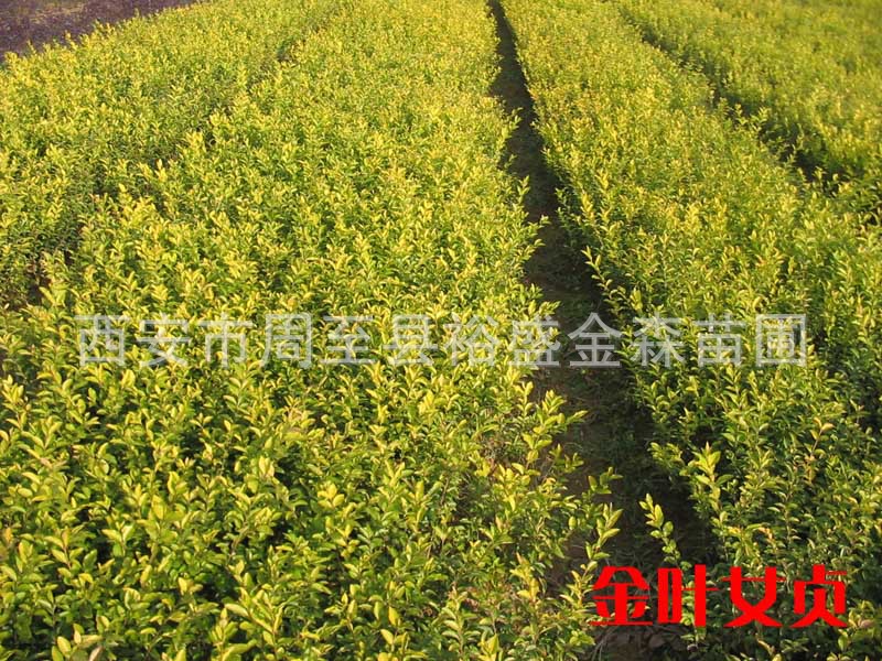 批发【金叶女贞】【营养钵金叶女贞】/绿篱色带/陕西园林绿化苗木