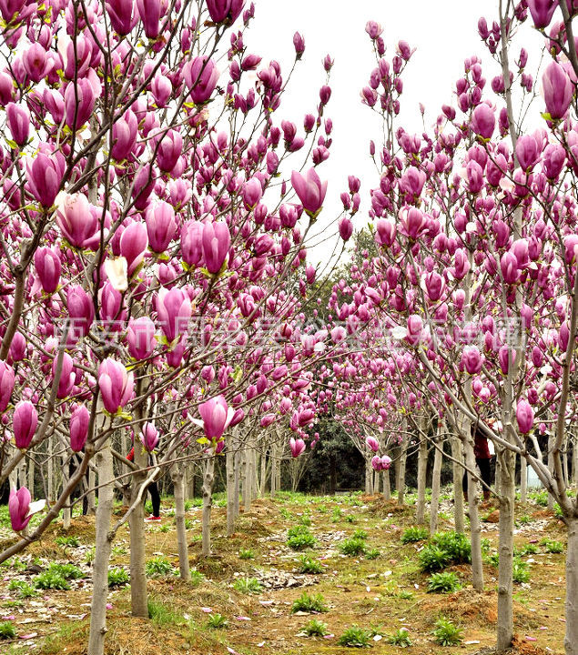 批发【紫玉兰】白玉兰/行道树/景观树/陕西绿化苗木/周至裕盛苗木