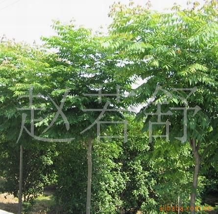 供应3--20公分栾树-湖南-花木-苗木