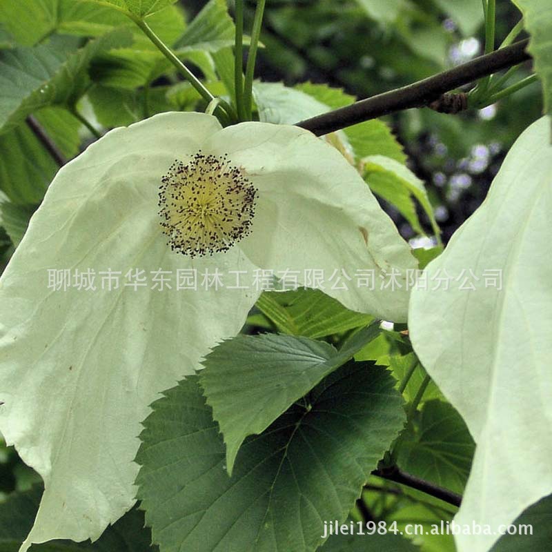 珙桐 珙桐种子 种子 95元1公斤 当年新采 乔木种子 造林 荒山造林