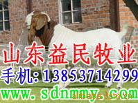 波尔山羊 山东济宁波尔山羊养殖基地 山东波尔山羊养殖场 羊价格