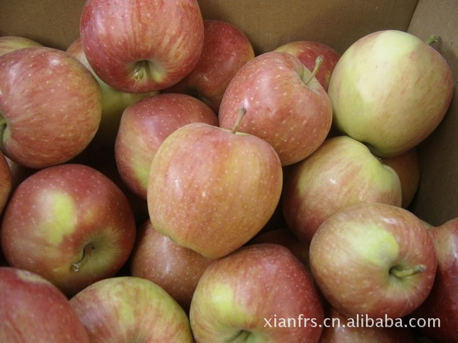 光果红星-----2012全新上市