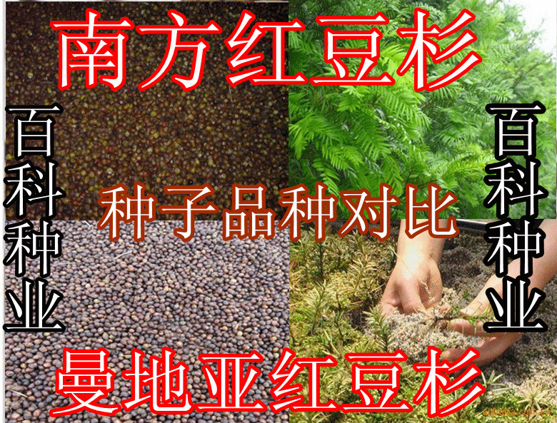 出售：南方红豆杉种子（阿里旗舰店  货到付款）