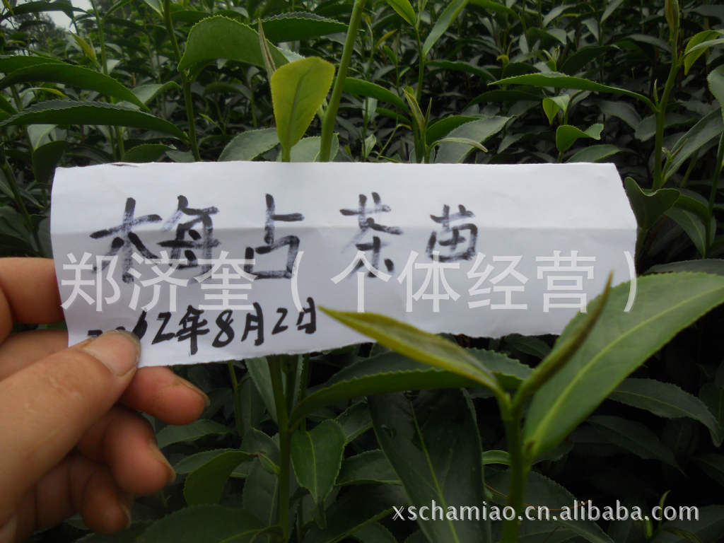 【厂家直销】热销热卖优质精品梅占茶苗（图）