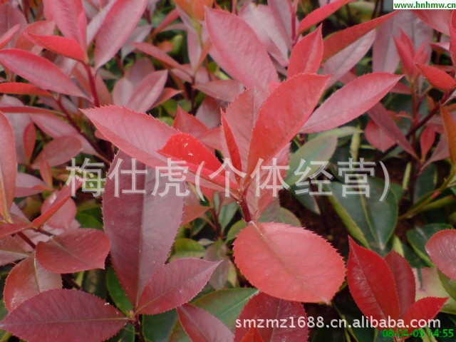 供应红叶石楠小苗、扦插一年绿化苗